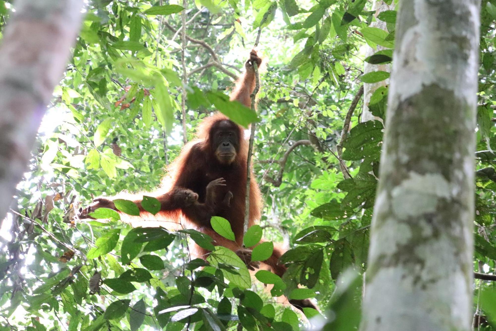 Gino'S Place - Guest House & Jungle Trekking Bukit Lawang Exterior foto