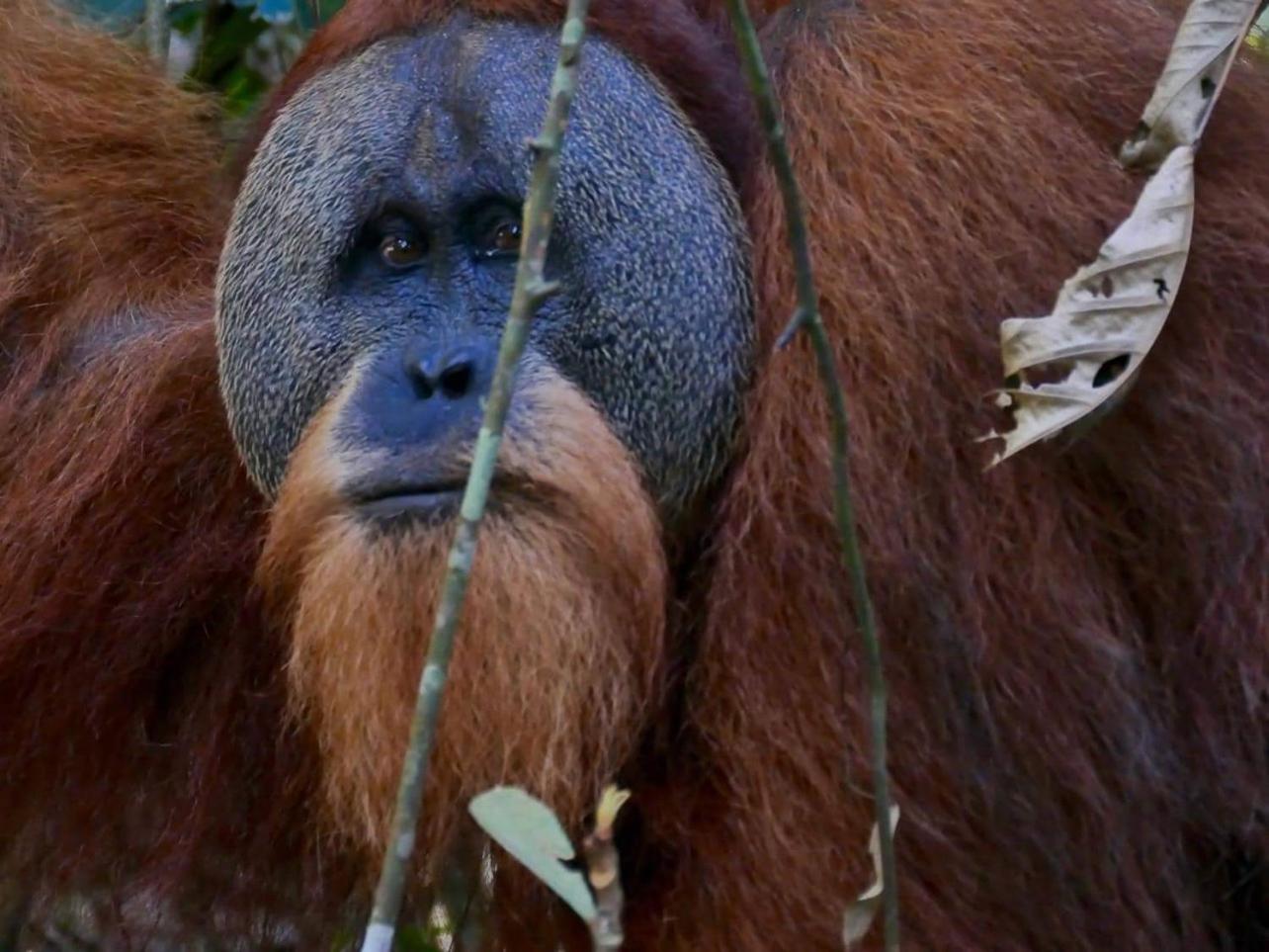Gino'S Place - Guest House & Jungle Trekking Bukit Lawang Exterior foto
