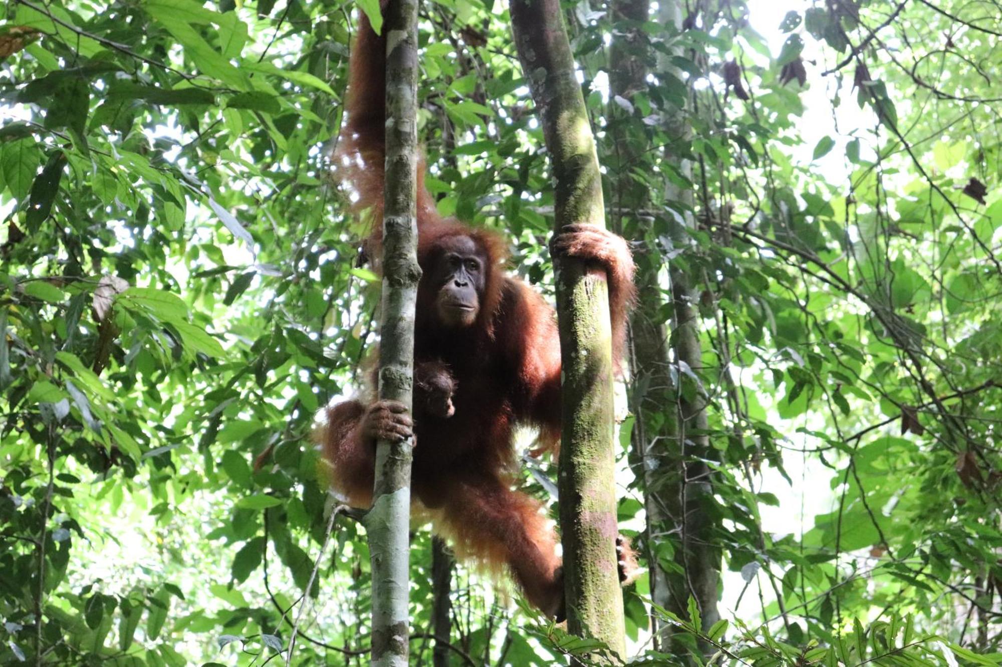 Gino'S Place - Guest House & Jungle Trekking Bukit Lawang Exterior foto