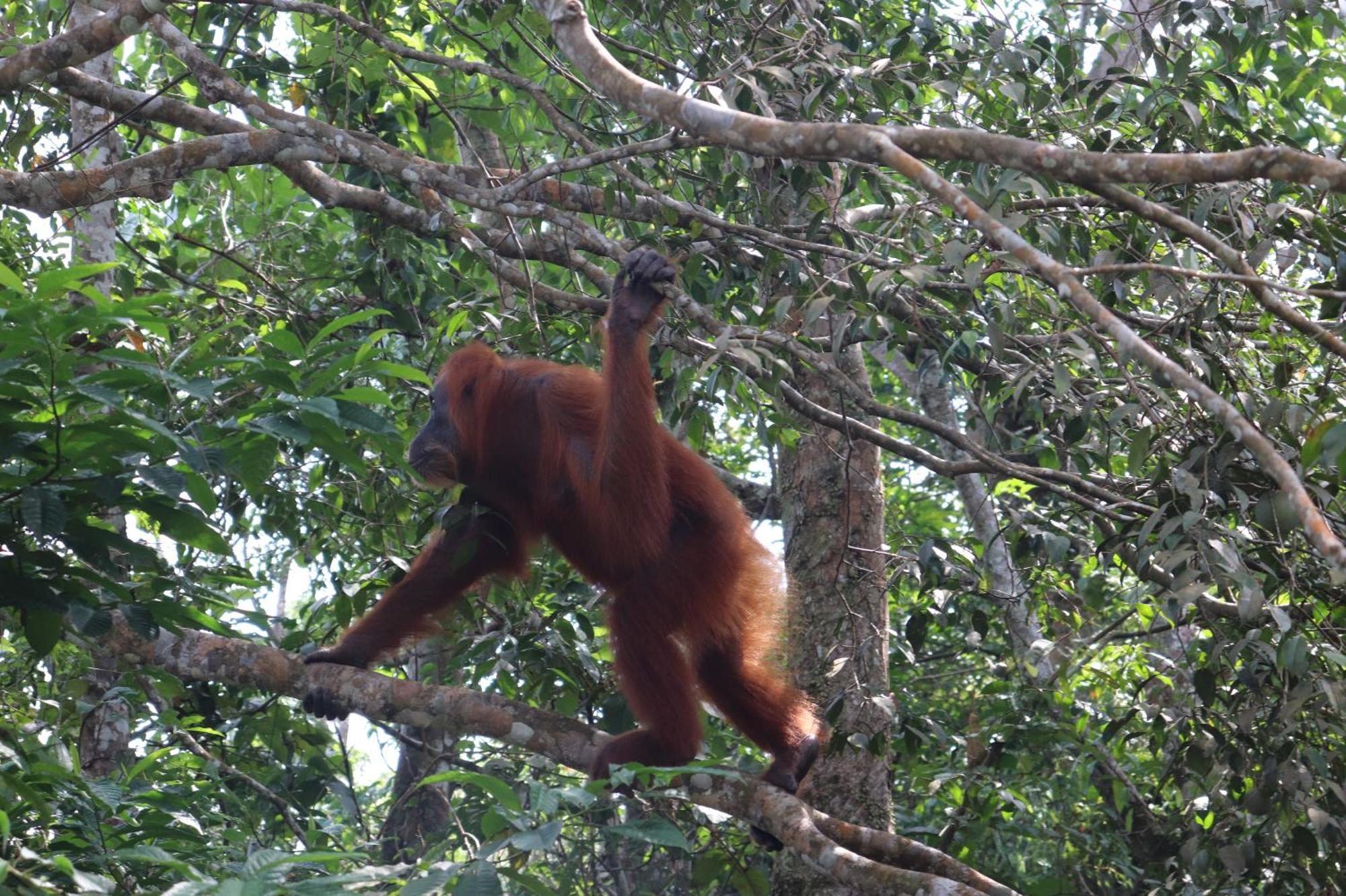 Gino'S Place - Guest House & Jungle Trekking Bukit Lawang Exterior foto