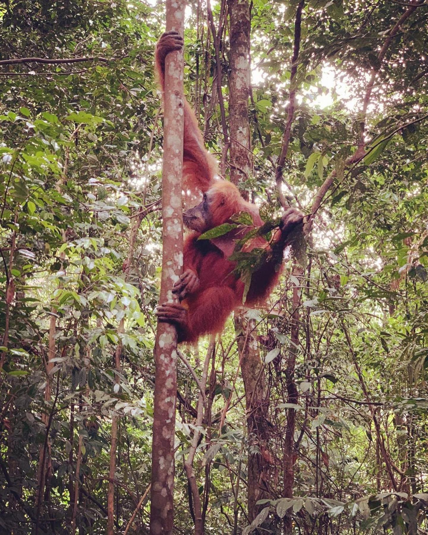 Gino'S Place - Guest House & Jungle Trekking Bukit Lawang Exterior foto