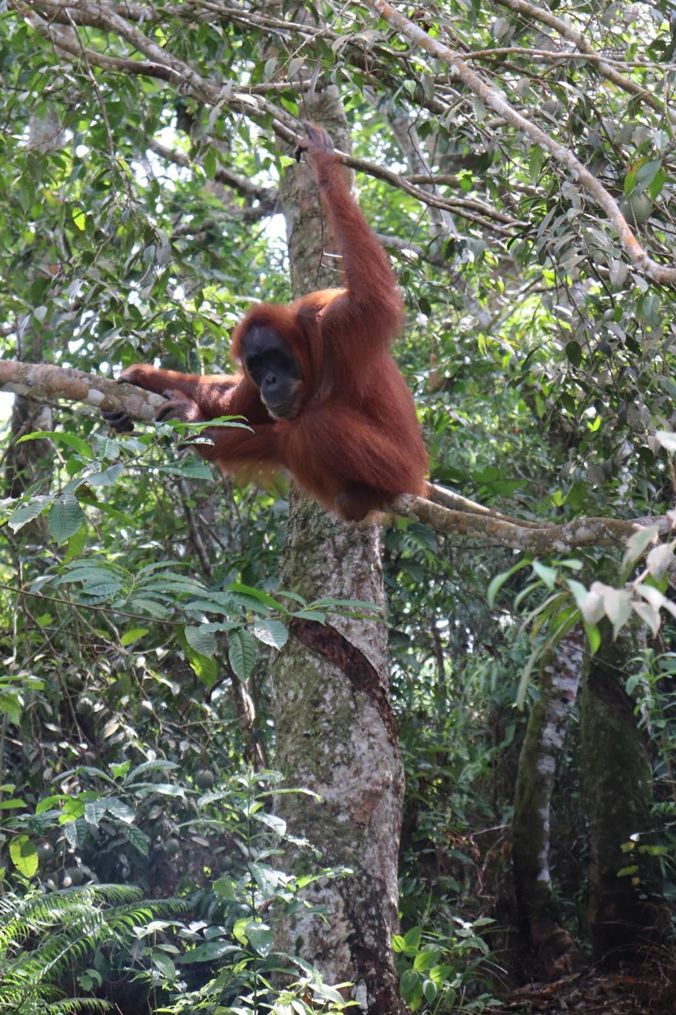 Gino'S Place - Guest House & Jungle Trekking Bukit Lawang Exterior foto