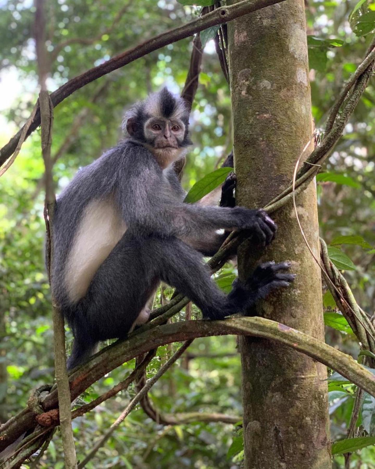 Gino'S Place - Guest House & Jungle Trekking Bukit Lawang Exterior foto